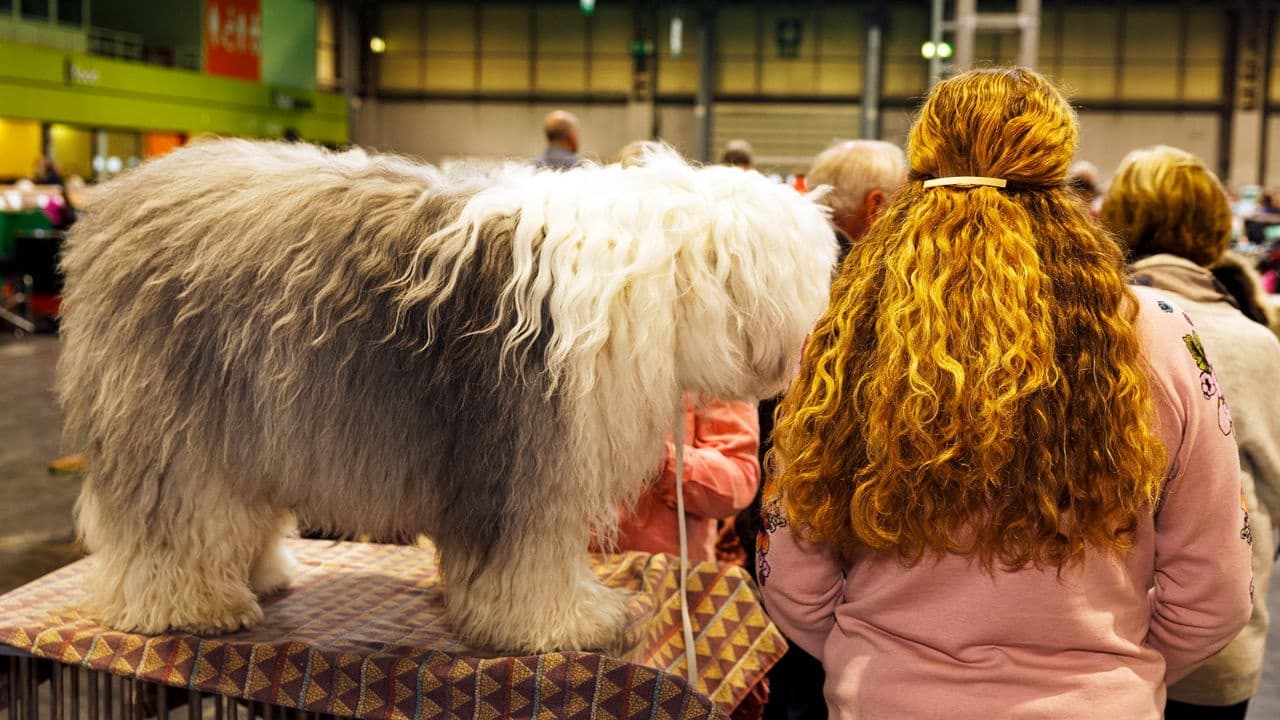 Cães Realmente se Parecem e Agem como Seus Donos?