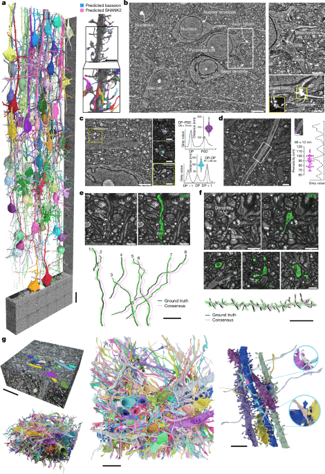 LICONN: Revolucionando a Reconstrução do Tecido Cerebral com Microscopia Óptica