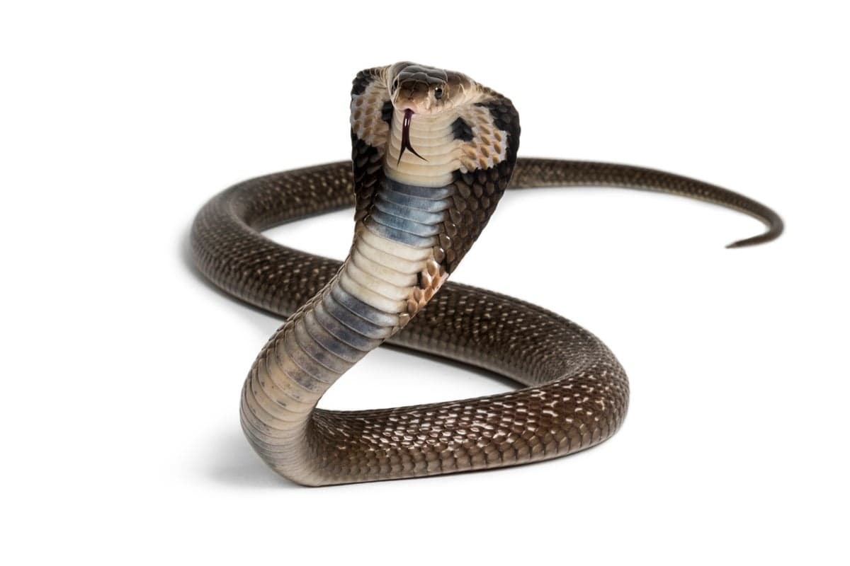 Sangue de Homem com Mais de 200 Picadas de Cobra Ajuda a Criar Antiveneno Potente
