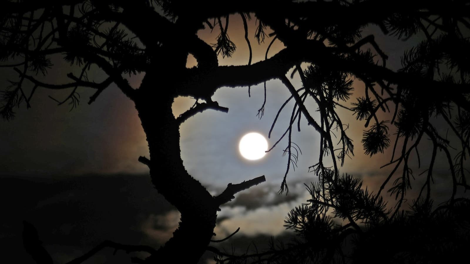 Árvores Conversam Antes de Eclipses Solares? Cientistas Questionam Estudo Controverso
