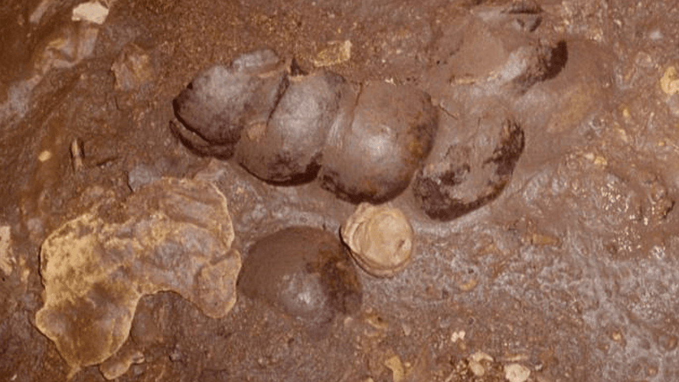 Crânios Fragmentados em Caverna Maia: Um Ritual de Oferenda para a Colheita?