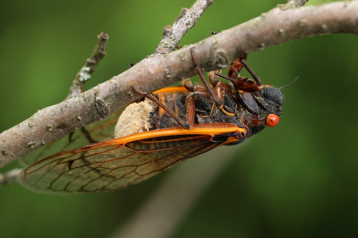 Cigarras Zumbis da Ninhada XIV: Um Fenômeno Aterrorizante e Fascinante da Natureza