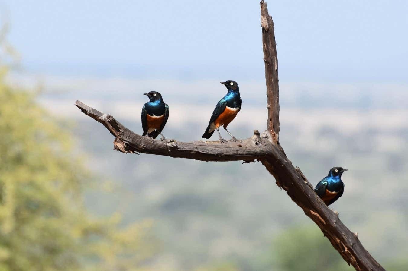 Aves que Desafiam Nossas Noções sobre Cuidado Parental Compartilhado