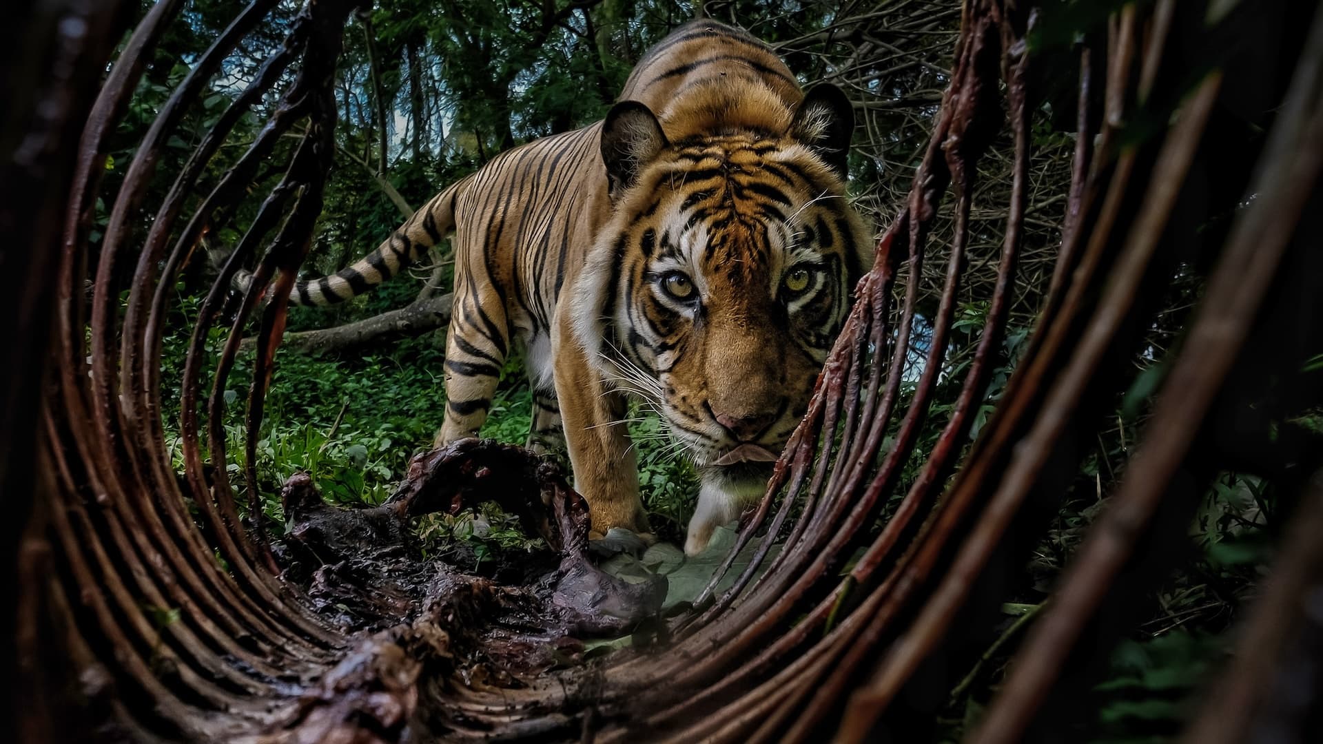Impacto Visual: Fotografias Premiadas Revelam a Urgência da Crise Ambiental Global