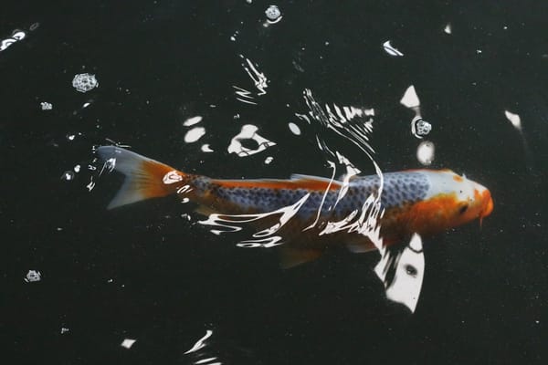 Pirão de Peixe: A Alma Caiçara na Sua Mesa – Segredos e Sabores